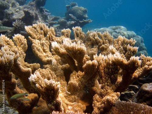 Hard corals from family of Acropora sp. on coral reef of Maldives.