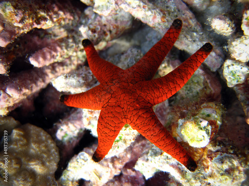 Formia Milleporella - Red Starfish - Black Spotted Starfish © Fotopogledi