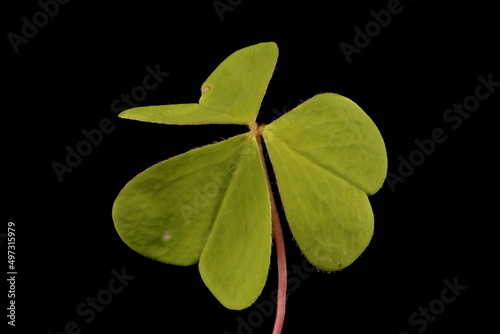 Wood Sorrel (Oxalis acetosella). Leaf Closeup