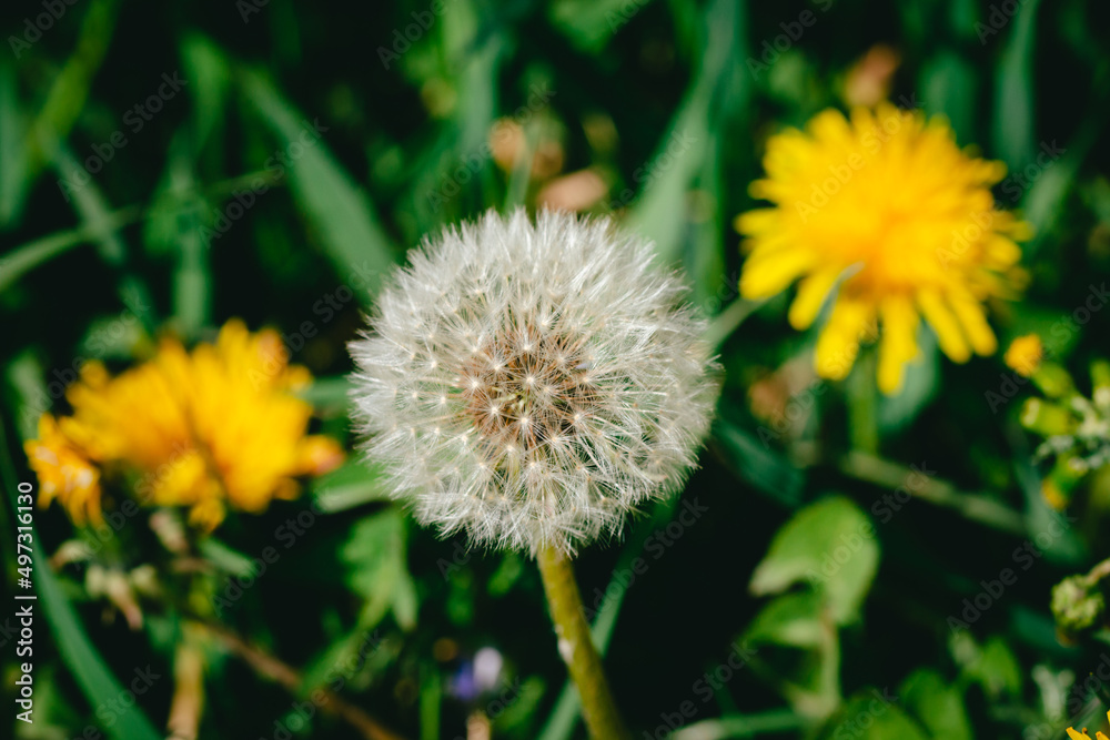 Closed Bud of dandelion (Taraxacum officinale) in green lawn, sunny spring day, macro shot Closed Bud of dandelion (Taraxacum officinale) in green lawn, sunny spring day, macro shot