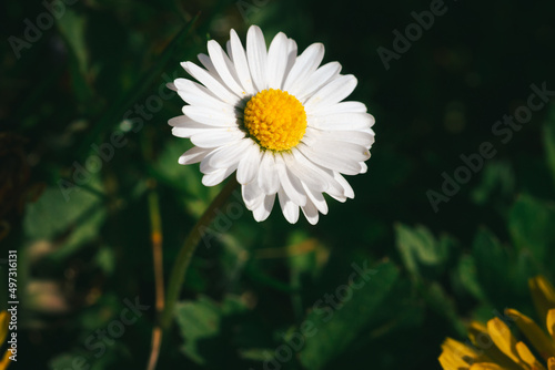 Macro image of beautiful white daisy (Bellis perennis) flower on background of green grass, sunny springtime day, high contrast image