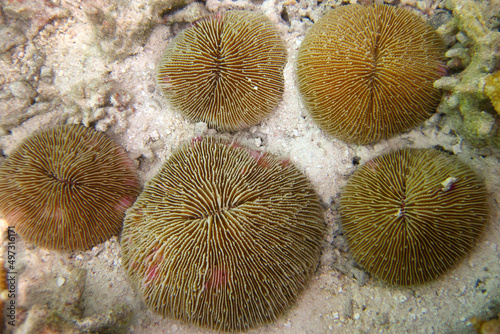 Fungia Repanda - Hard coral - Fungiidae photo