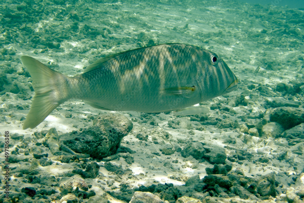 Fototapeta premium Lethrinus Xanthochilus - Yellow-lip Emperor fish