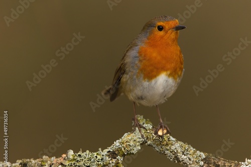 Robin sitting on branch