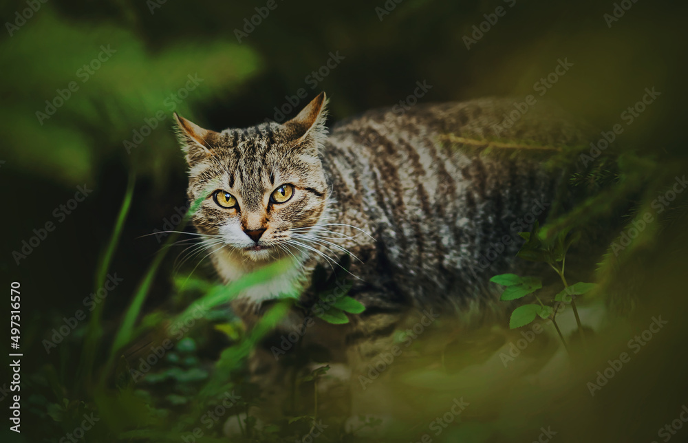 A beautiful tabby wild cat with yellow eyes sneaks among green plants in a dark forest in the summer. Wildlife.