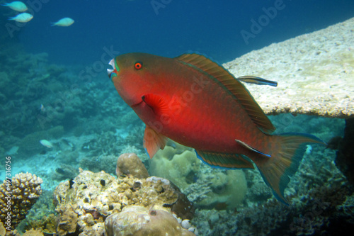 Chlorurus Strongylocephalus - Steephead Parrotfish photo