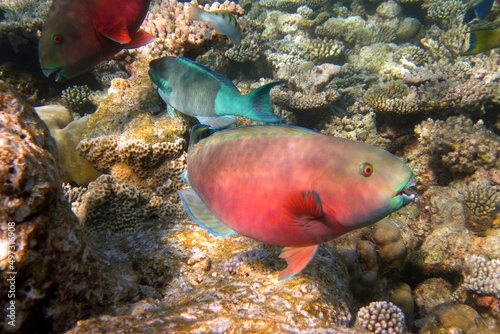 Chlorurus Strongylocephalus - Steephead Parrotfish photo