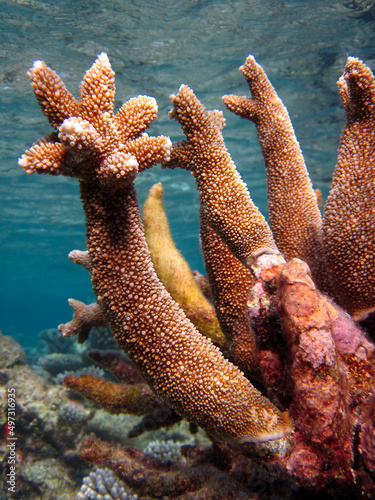 Acropora Danai - Hard coral photo