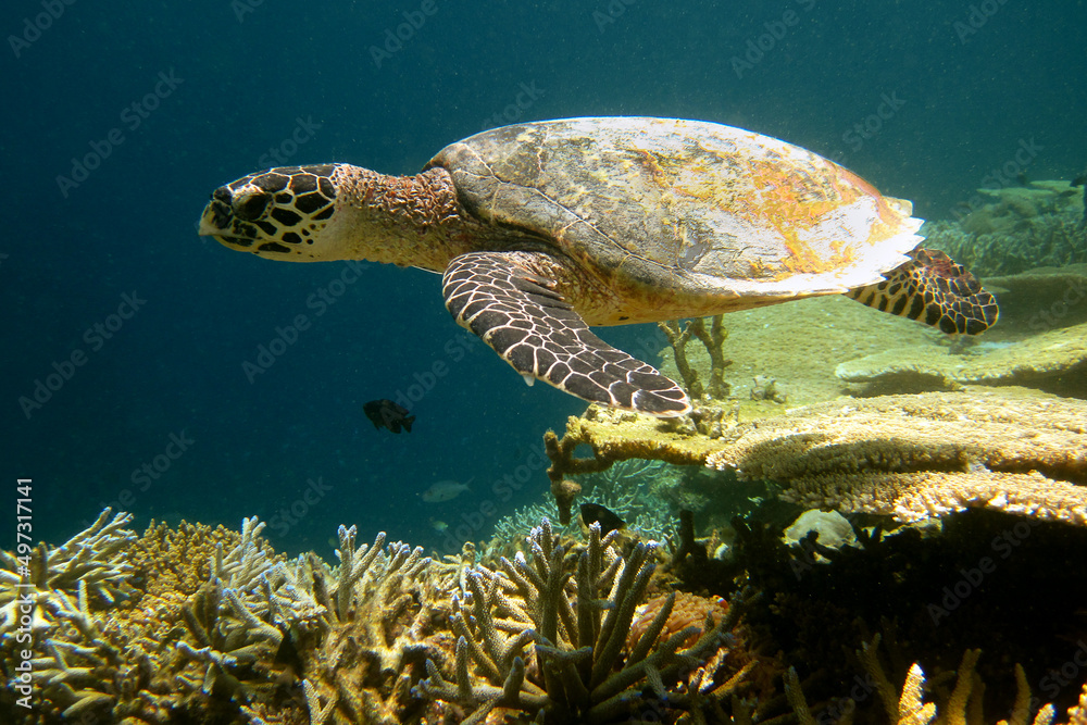 Obraz premium Hawksbill sea turtle - Eretmochelys imbricata