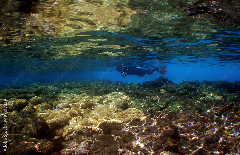 Fototapeta premium diving in a beautiful island in the caribbean sea