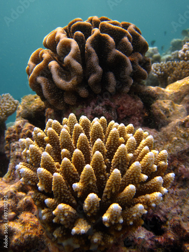 Finger coral - Acropora sp. growing in front of another young coral formation photo