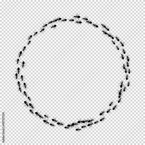 Colony ants. Round pattern insects ant on transparent. Workers ants marching, teamwork. Insects in flat style. Design for social media, blog post, print,, wall ar, wallpaper. Vector illustration