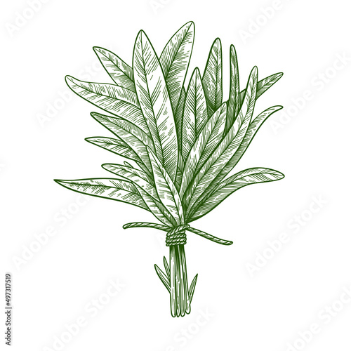 Bunch of sage  vector graphic illustration isolated on white background. Healing herbs bunches in engraving style for design, packaging, fabrics