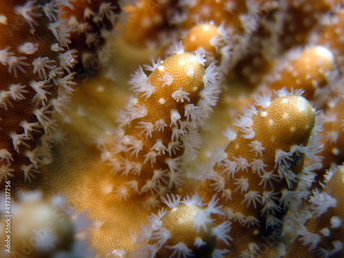 Super Macro Sinualria sp. polyps on Leather coral