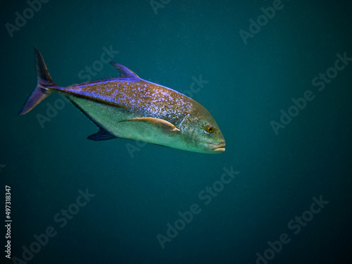 Blue-fin Jack - Caranx Melampygus - Bluefin Trevally © Fotopogledi