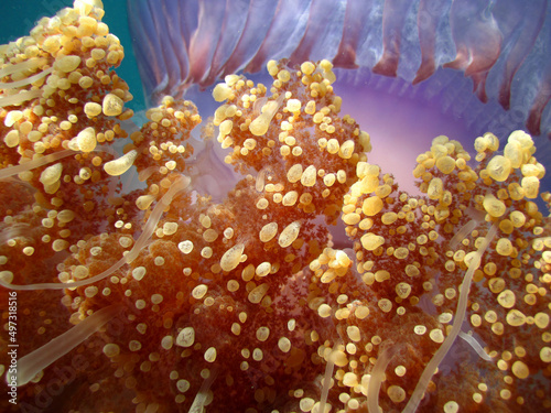 Crown Jellyfish - Cephea -  True Jellyfish Close Up  photo