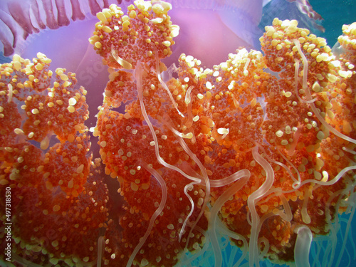 Crown Jellyfish - Cephea -  True Jellyfish photo