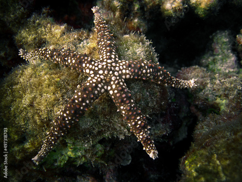 Gomophia cf. Egeriae - Starfish on coral reef of Maldives.