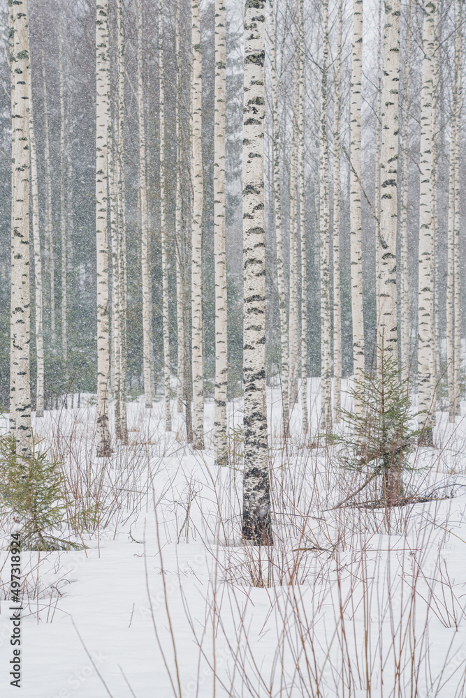 Birch grove in snowy weather. Straight tree trunks. snowy weather Birch grove in snowy weather. Straight tree trunks. snowy weather