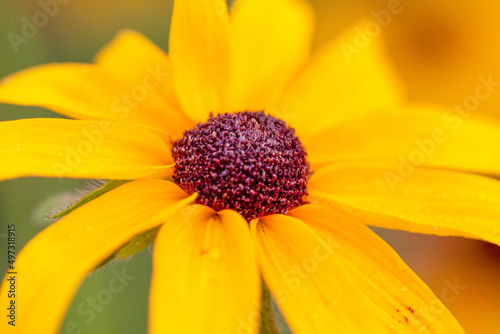 yellow flower