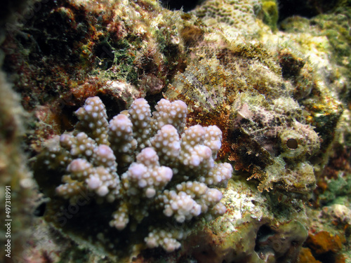 Scorpionfish in Wilderness of Maldivian Coral Reef 