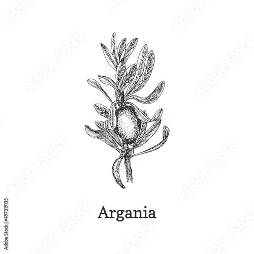 Argan branch with fruit, drawn sketch in vector.