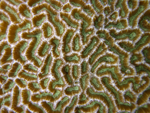 Platygyra Sinesis - Hard coral - Stony coral close up macro texture photo