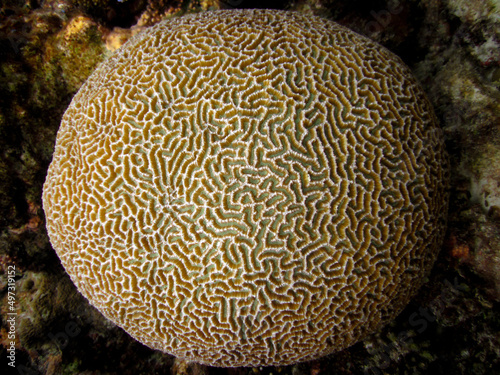 Platygyra Sinesis - Hard coral - Stony coral full length