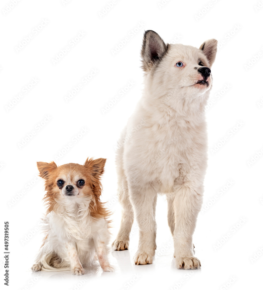 young Yakutian Laika and chihuahua young Yakutian Laika and chihuahua