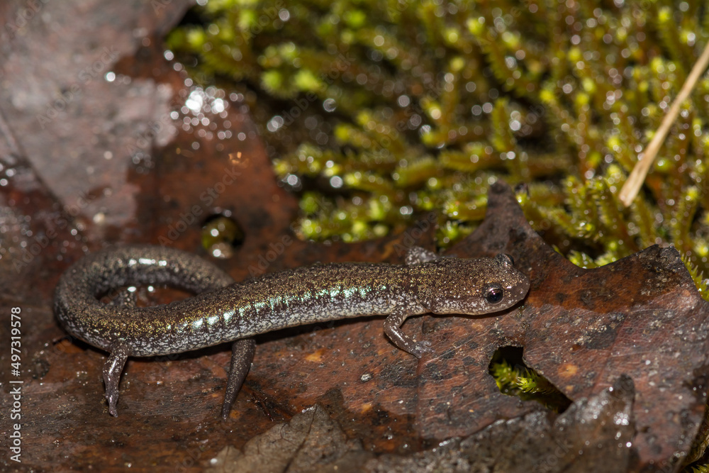 Naklejka premium Red-backed Salamander - Plethodon cinereus