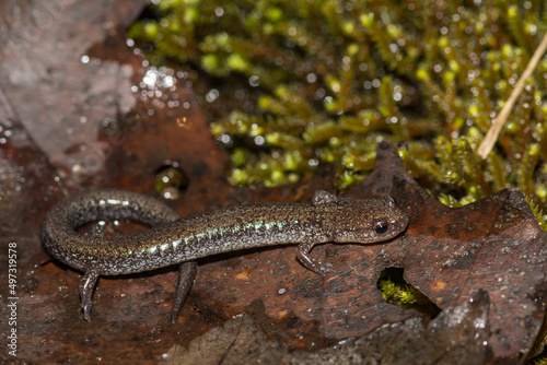 Red-backed Salamander - Plethodon cinereus photo