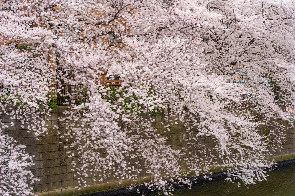春、桜 春、桜