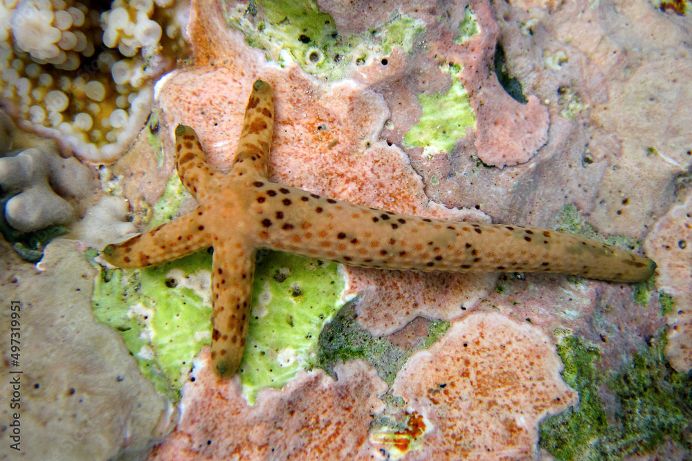 Sea star Linckia Laevigata regrowing from a piece of starfish Sea star Linckia Laevigata regrowing from a piece of starfish