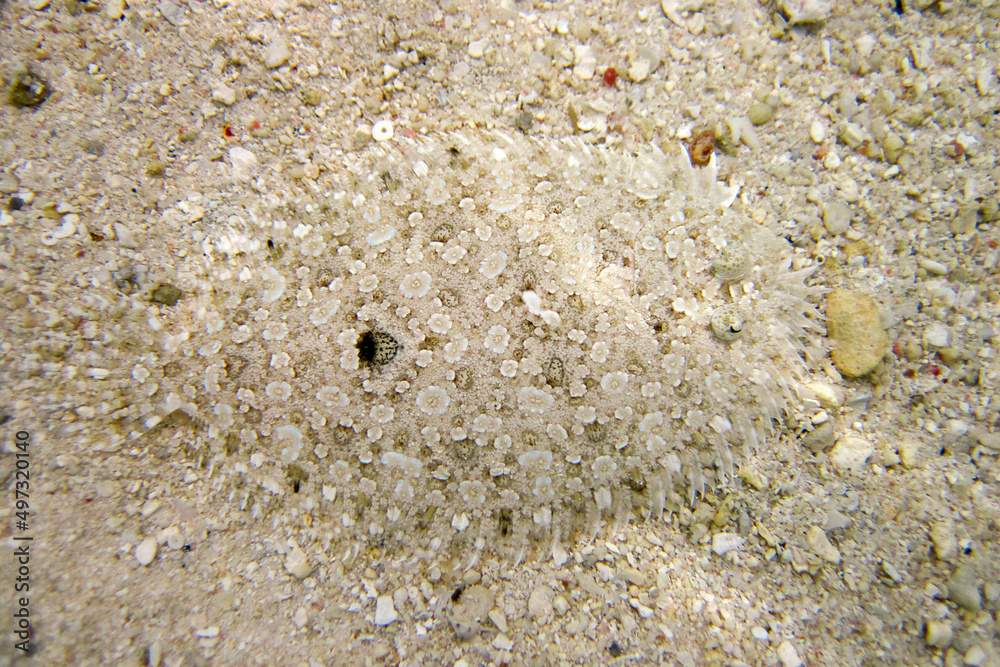 Leopard Flounder - Bothus Pantherinus on sand in Maldives full length Leopard Flounder - Bothus Pantherinus on sand in Maldives full length