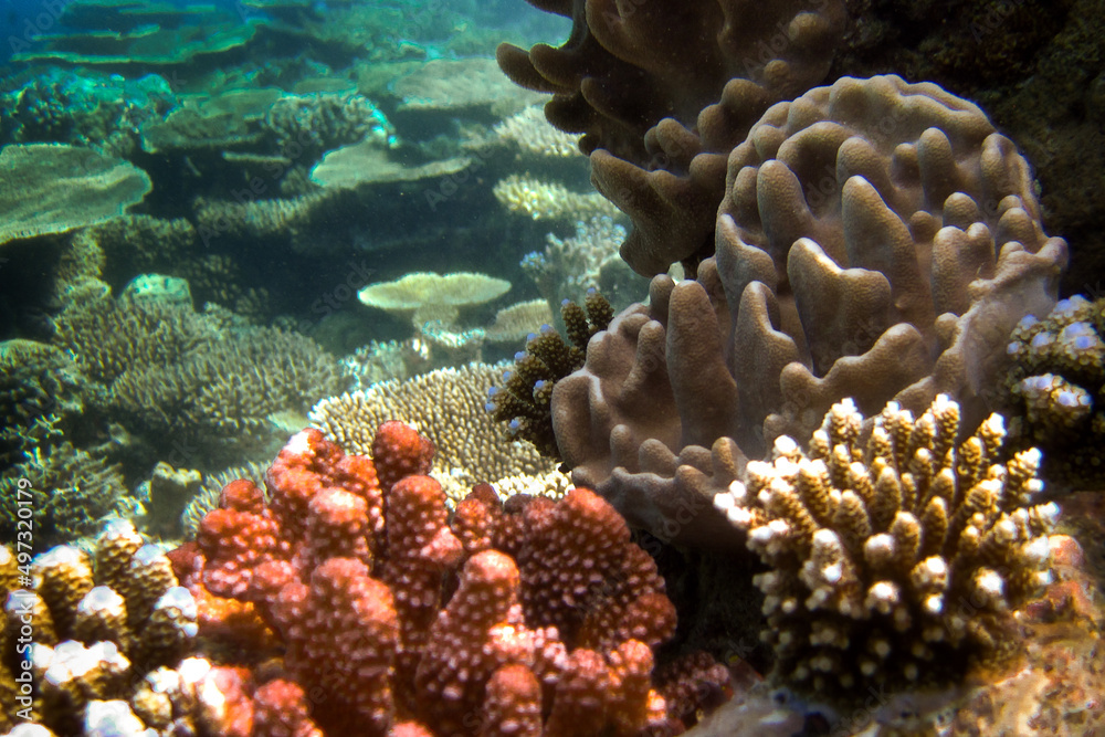 Biodiversity of coral families (Acropora sp. Sinularia sp. Acropora Hyacinthus) on coral reef of Maldives seascape underwater Biodiversity of coral families (Acropora sp. Sinularia sp. Acropora Hyacinthus) on coral reef of Maldives seascape underwater