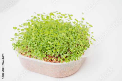 Microgreen plants for a healthy diet