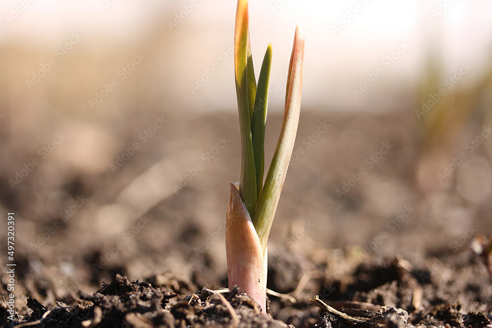 Winter garlic in the garden on a sunny spring day Winter garlic in the garden on a sunny spring day