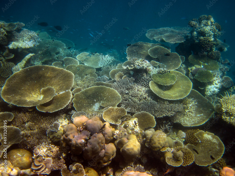 Naklejka premium Seascape of beautiful natural environment of coral reef in Maldives