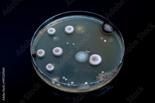 Petri dish with biological samples in a   laboratory of a medical clinic