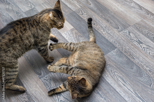 Two cats play together on the floor