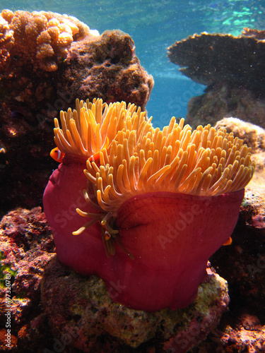 Magnificent sea anemone - Heteractis magnifica - Ritteri anemone with anemonefish photo