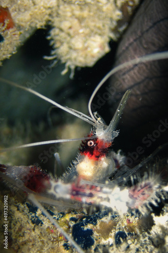 Cleaner shrimp - Stenopus Hispidus - Banded Coral Shrimp