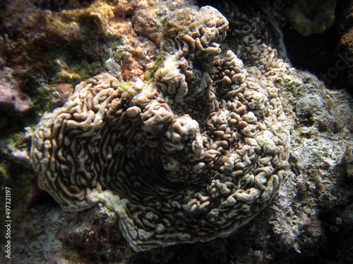 Pachyseris sp. Hard Coral Stony Coral full length