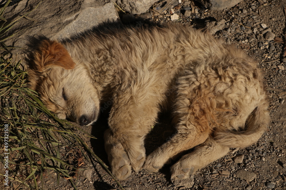 sleeping lion
