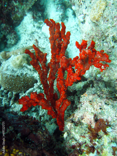 Acarnus sp. - Orange Sea Sponge - Red Sea Sponge