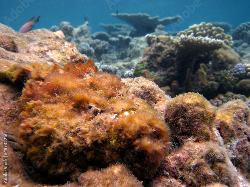 Stonefish