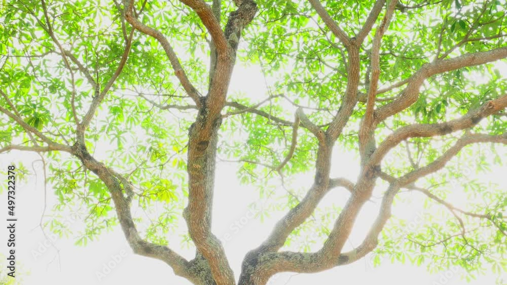 The spring sun gently shining through the fresh green branches of a large beech tree , Green background The spring sun gently shining through the fresh green branches of a large beech tree , Green background
