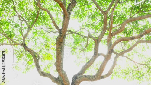 The spring sun gently shining through the fresh green branches of a large beech tree , Green background