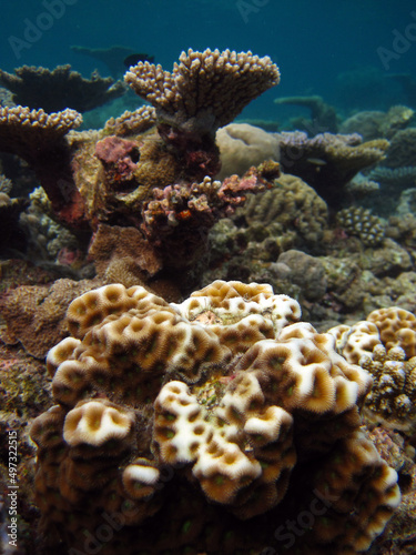 Favites halicora - hard coral stony coral in Maldives