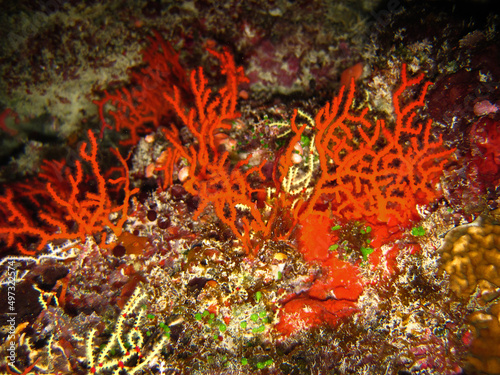 Red colour sea fan or Gorgonian Coral on coral reef of Maldives